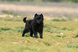 SCHIPPERKE 188